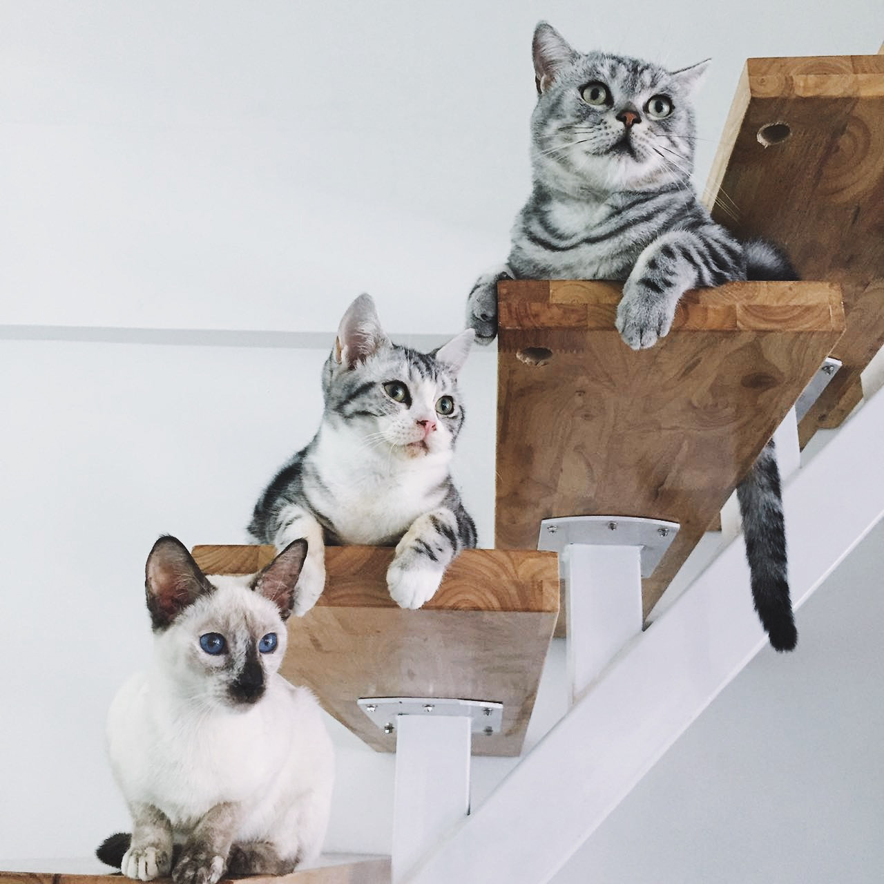 黃浦區簡約風格貓咖廳裝修設計-第1張圖片-上海古都建筑設計集團 黃浦區簡約風格貓咖廳裝修設計-第1張圖片-上海古都建筑設計集團