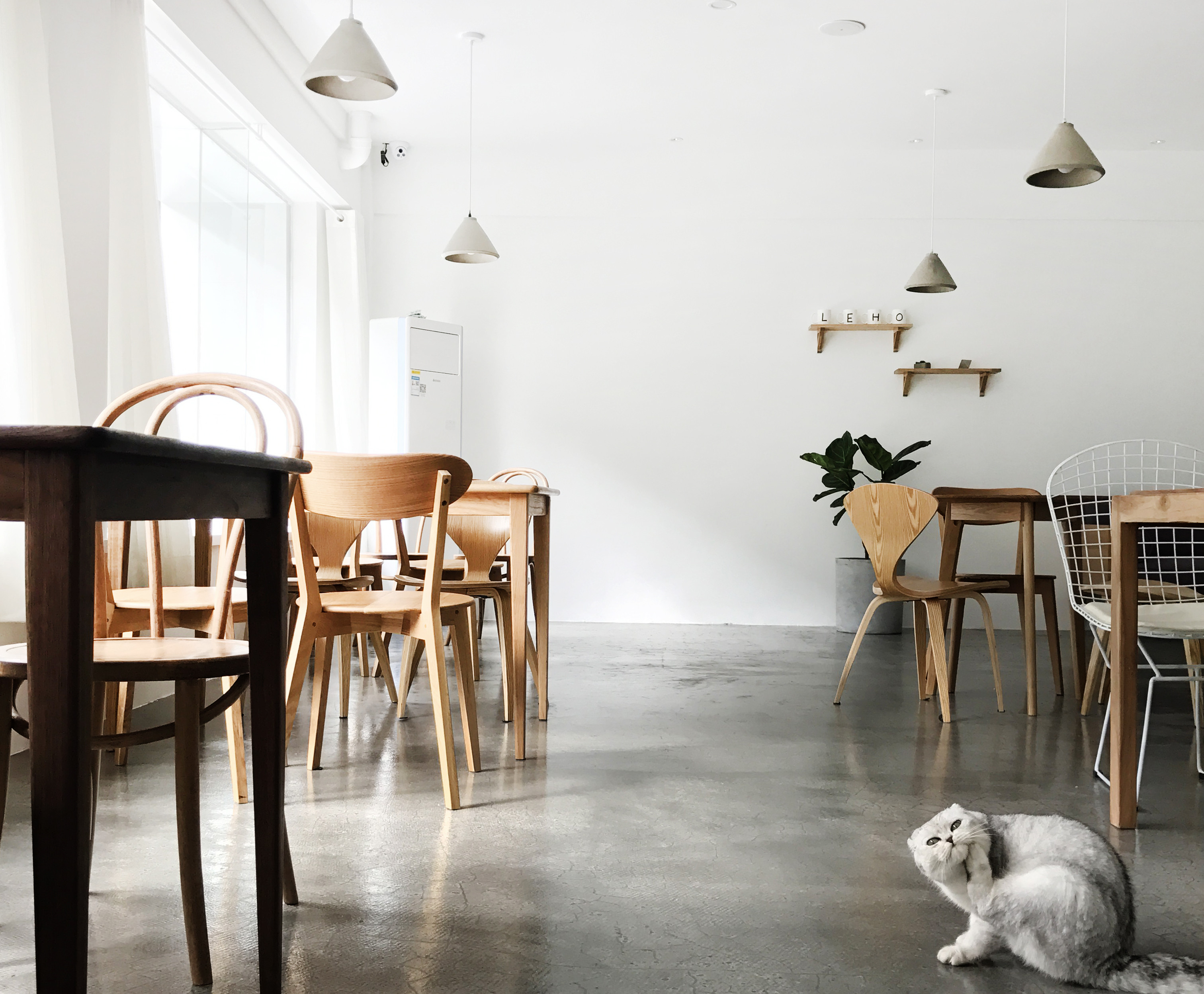 黃浦區簡約風格貓咖廳裝修設計-第5張圖片-上海古都建筑設計集團 黃浦區簡約風格貓咖廳裝修設計-第5張圖片-上海古都建筑設計集團