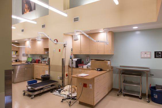 簡(jiǎn)約寵物醫(yī)院裝修設(shè)計(jì)-第2張圖片-上海古都建筑設(shè)計(jì)集團(tuán) 簡(jiǎn)約寵物醫(yī)院裝修設(shè)計(jì)-第2張圖片-上海古都建筑設(shè)計(jì)集團(tuán)