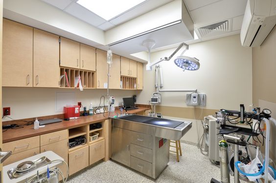 簡(jiǎn)約寵物醫(yī)院裝修設(shè)計(jì)-第4張圖片-上海古都建筑設(shè)計(jì)集團(tuán) 簡(jiǎn)約寵物醫(yī)院裝修設(shè)計(jì)-第4張圖片-上海古都建筑設(shè)計(jì)集團(tuán)